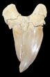 Pathological Otodus Shark Tooth #43635-1